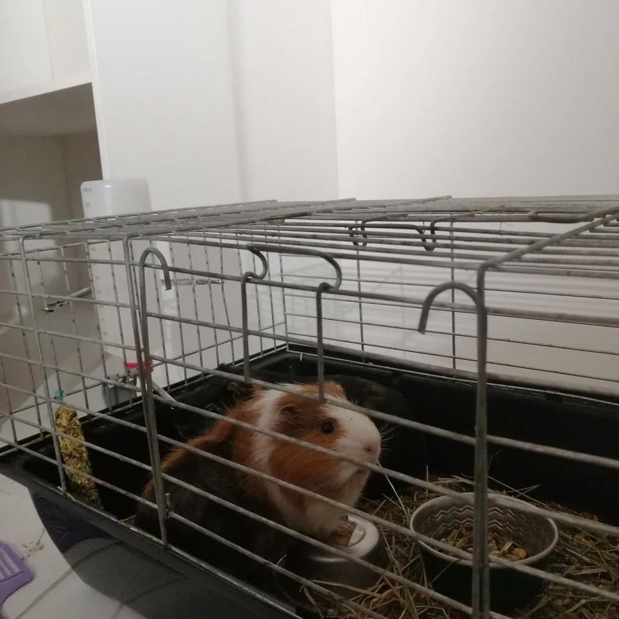 Номер для грызунов